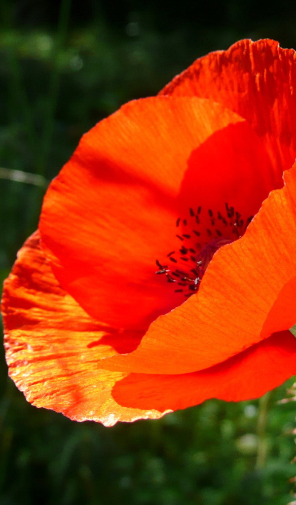 Красивый цветок мак 