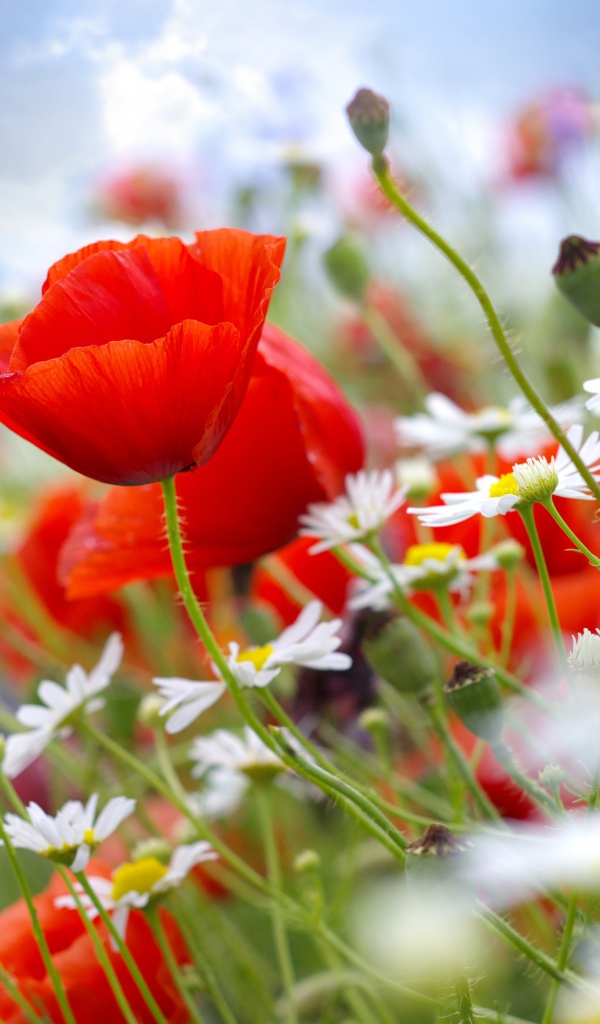 Красивая поляна мака