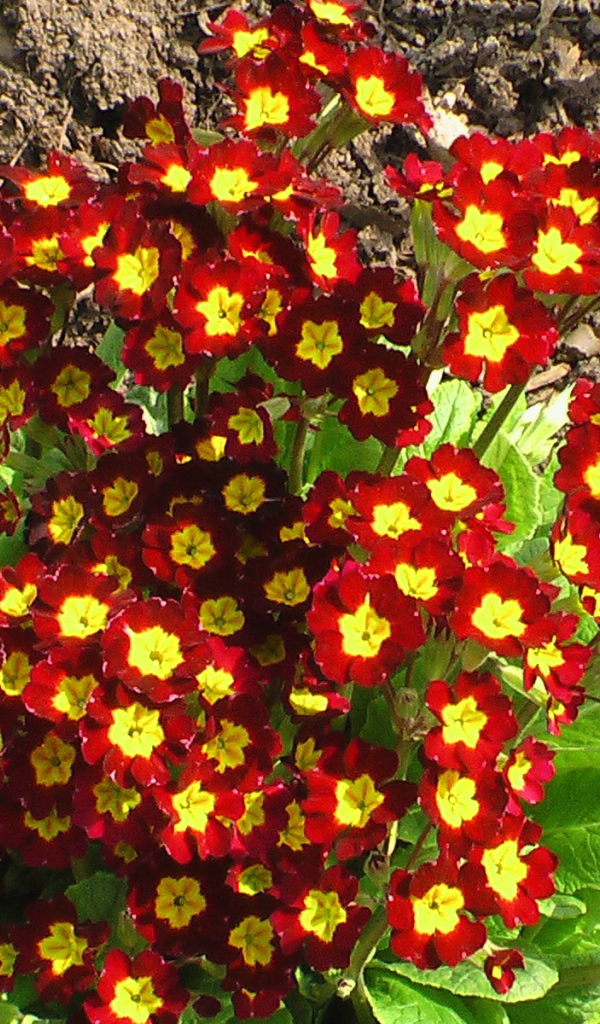 Красивая примула в саду