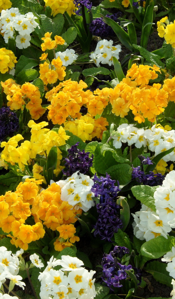 Красивая примула на дачном участке