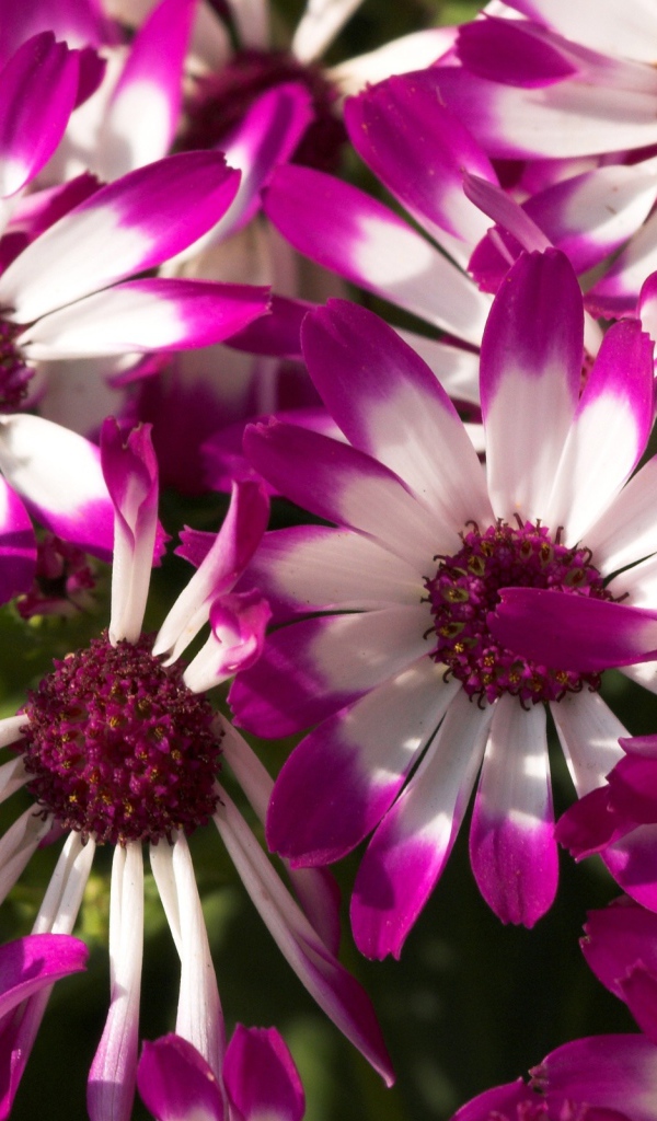 Восхитительные сиреневые цветы