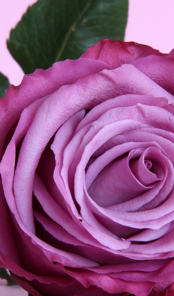 Красивая фиолетовая роза на столе