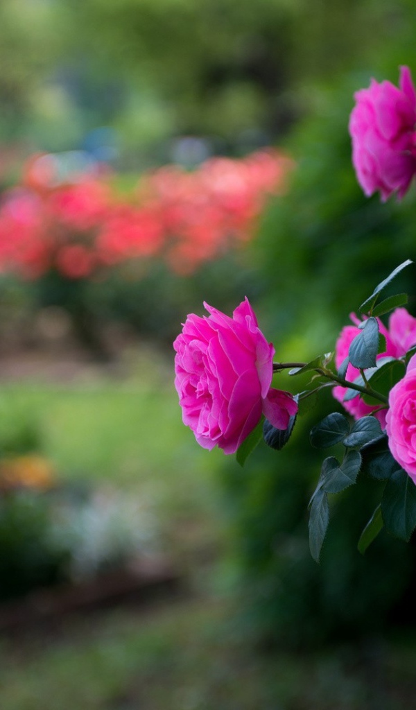 Красивые фиолетовые розы