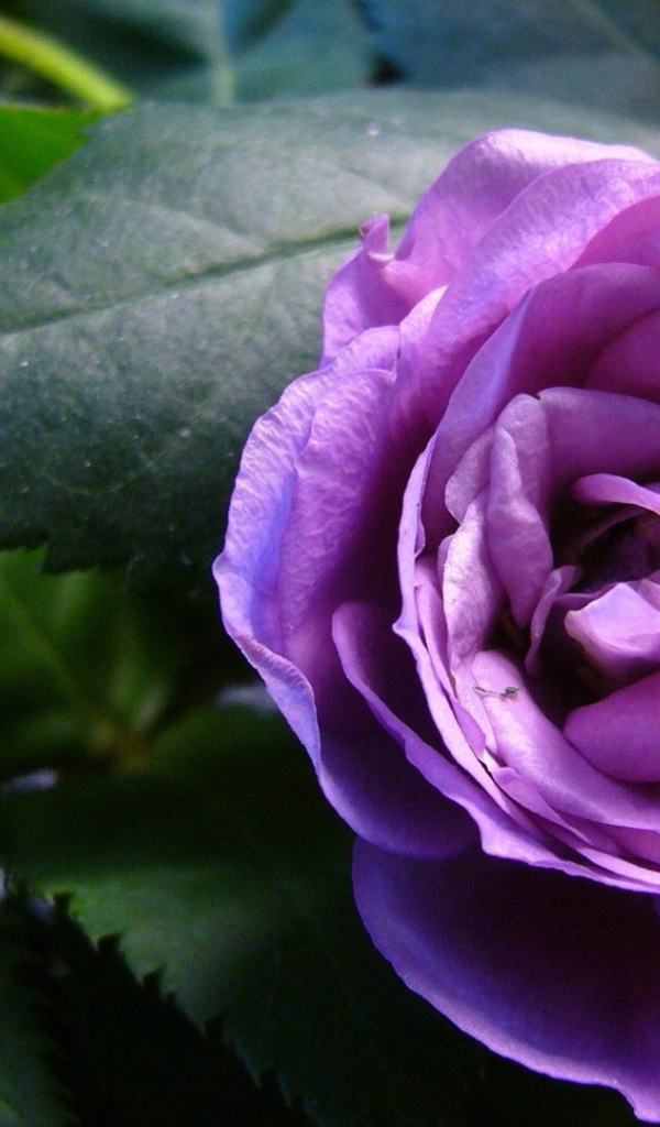 Красивые фиолетовые розы в саду