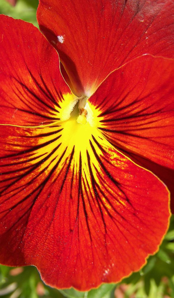 Красивый красный цветок анютины глазки