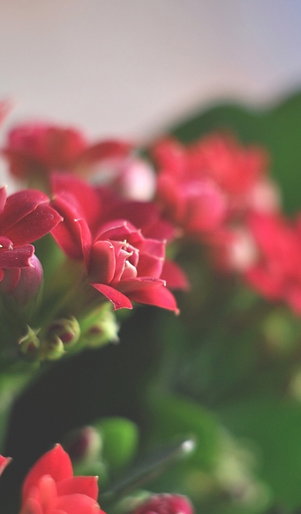 Великолепные красные цветы