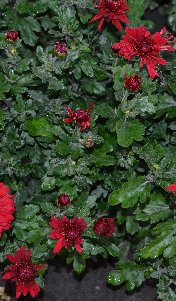 Красивые красные цветы хризантема