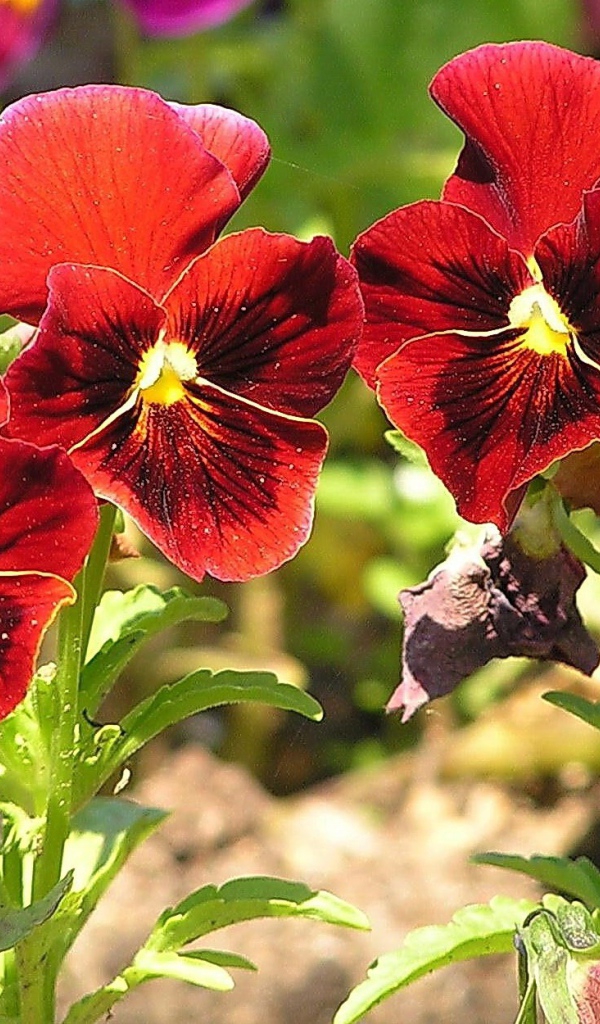 Красивые красные цветы анютины глазки