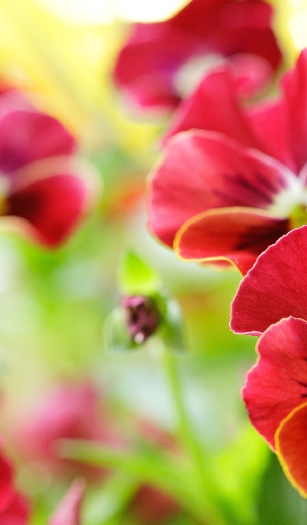 Красивые красные анютины глазки на поляне