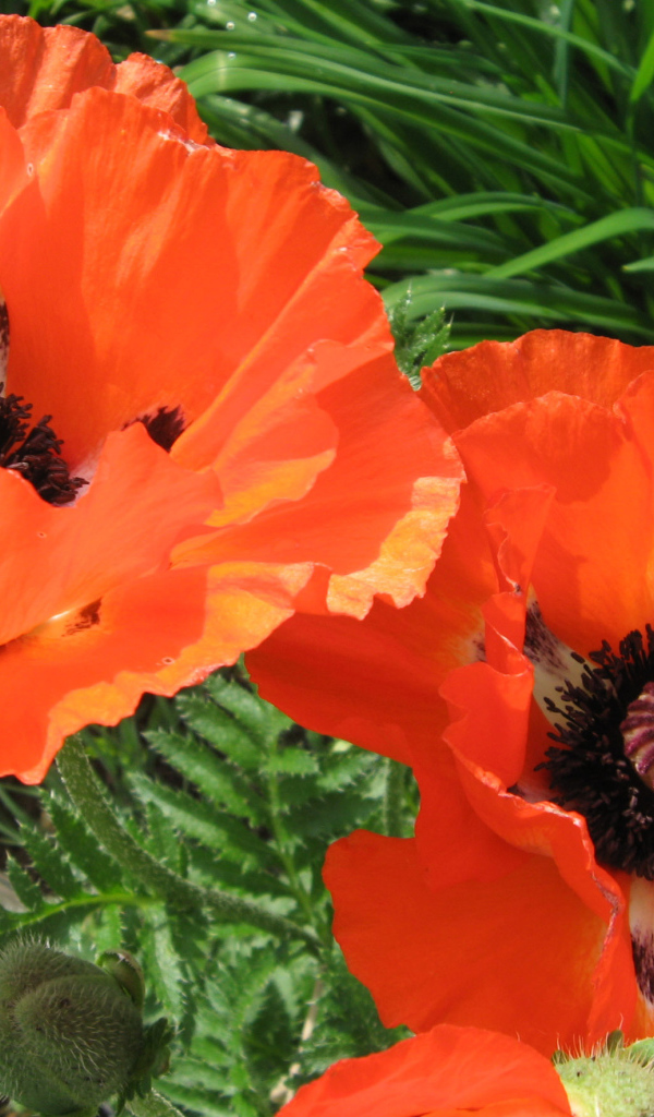 Красивый цветок красный мак