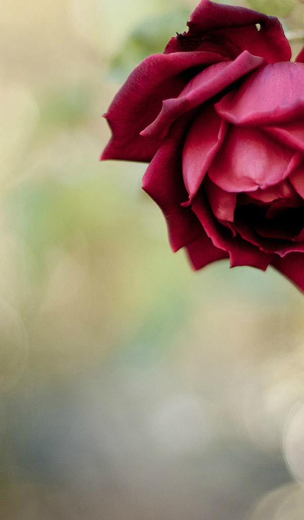 Красивая красная роза в саду