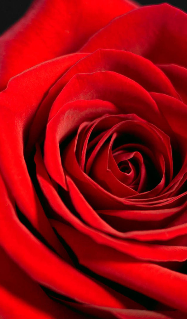 Красивая красная роза на чёрном фоне крупным планом