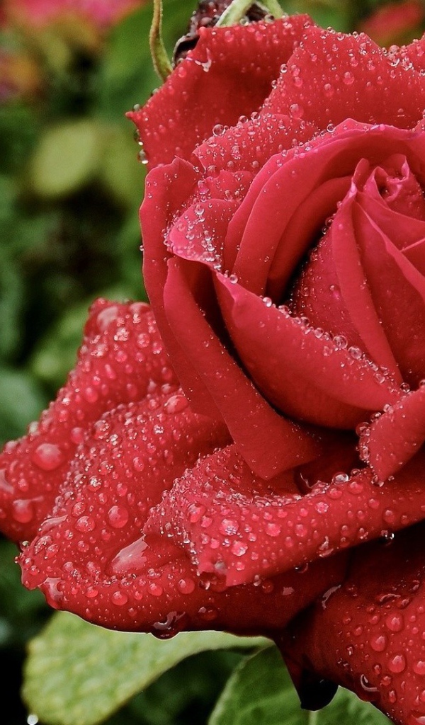 Красивые красные розы в саду под дождём