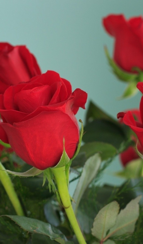 Красивые красные розы на голубом фоне