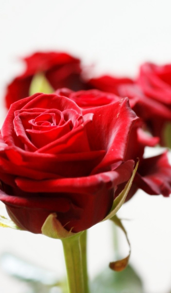 Красивые красные розы на белом фоне