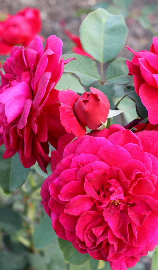 Красивая роза кустарниковая в саду