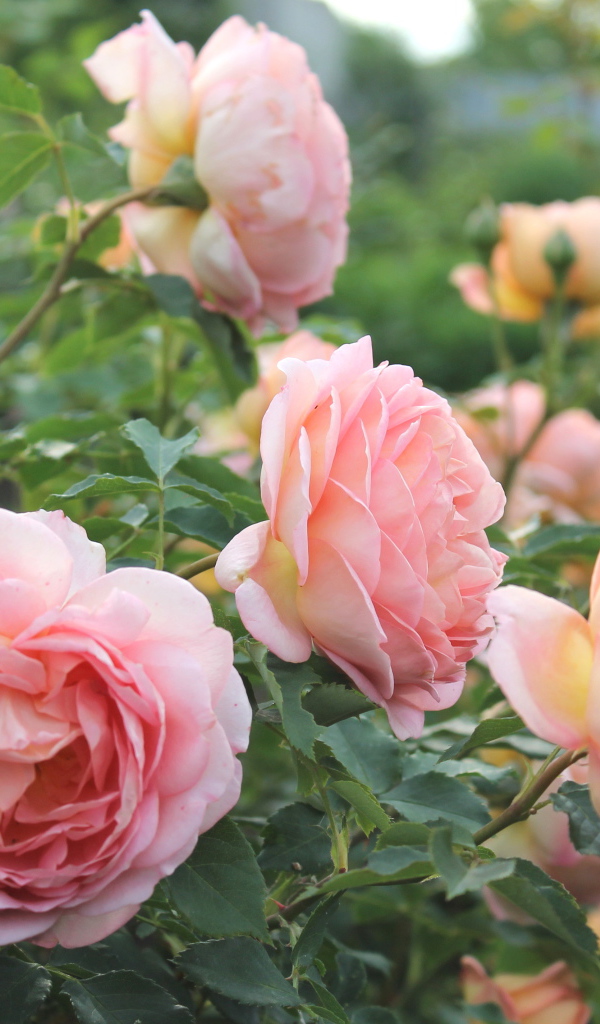 Красивые розы кустарниковые в саду