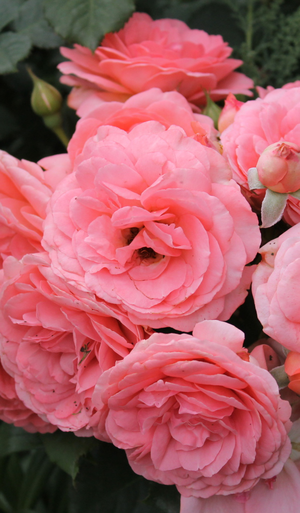 Красивая роза кустарниковая на дачном участке