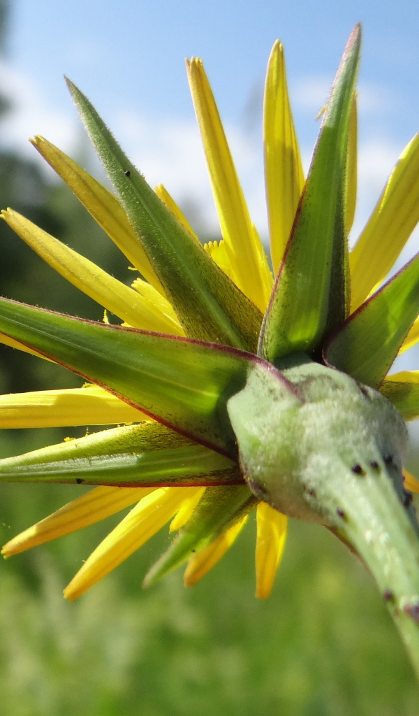 Красивый козлобородник (большой одуванчик) на дачном участке