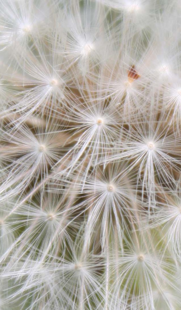 Красивый козлобородник (большой одуванчик) цветок