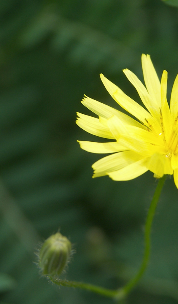 Красивый козлобородник (большой одуванчик) в саду