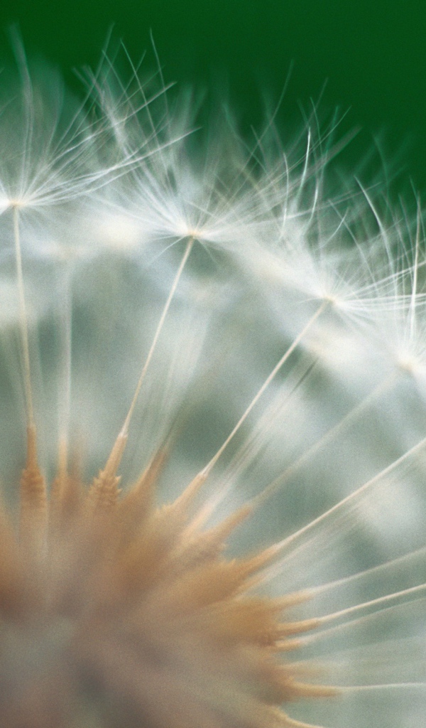 Красивый козлобородник (большой одуванчик) в парке