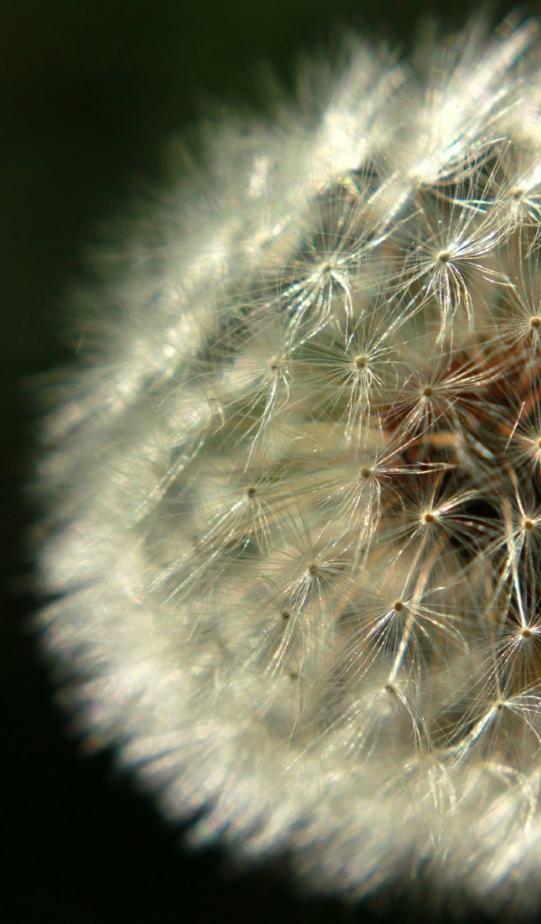 Красивый козлобородник (большой одуванчик) на газоне