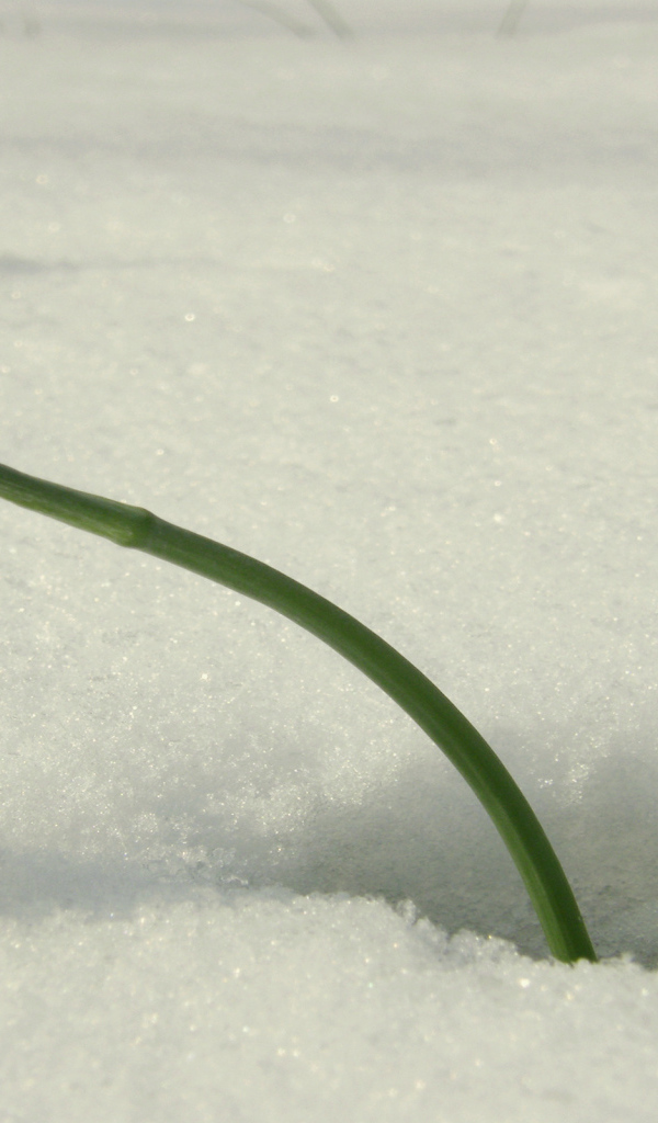 Красивый подснежник в снегу