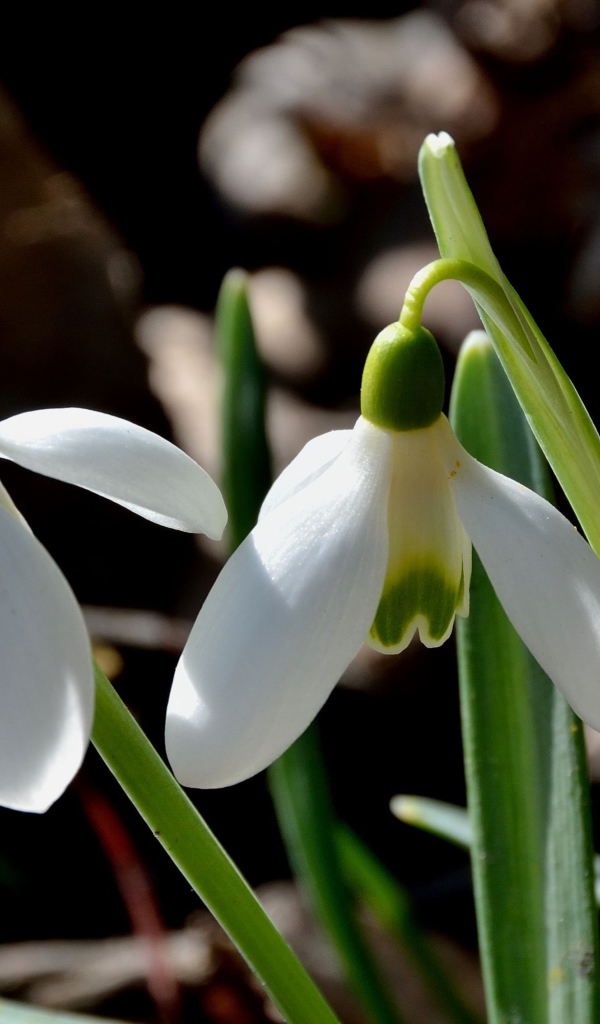 Красивые подснежники в саду