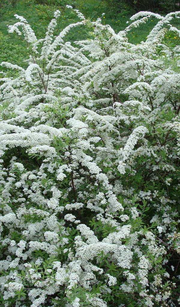 Красивая спирея на дачном участке