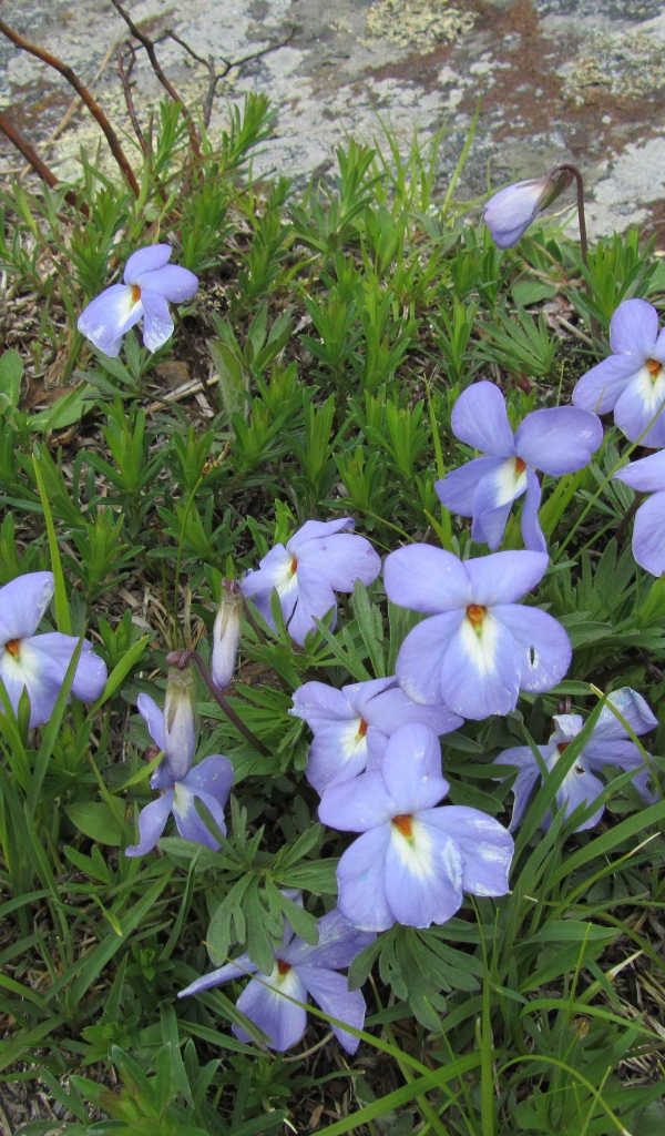 Красивые весенние виолы (фиалки, анютины глазки) на лужайке