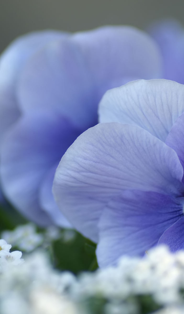 Красивые весенние виолы (фиалки, анютины глазки) 