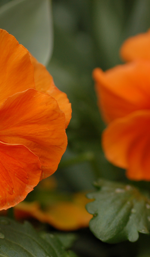 Красивые весенние виолы (фиалки, анютины глазки) в лесу