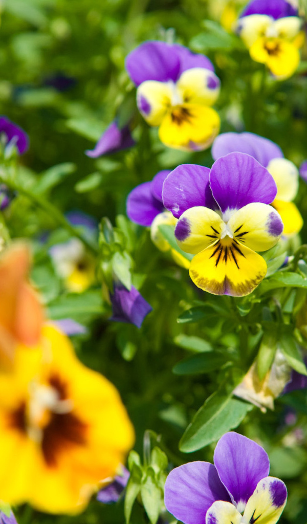 Красивые весенние виолы (фиалки, анютины глазки) в парке