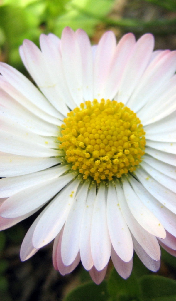 Красивые весенние маргаритки