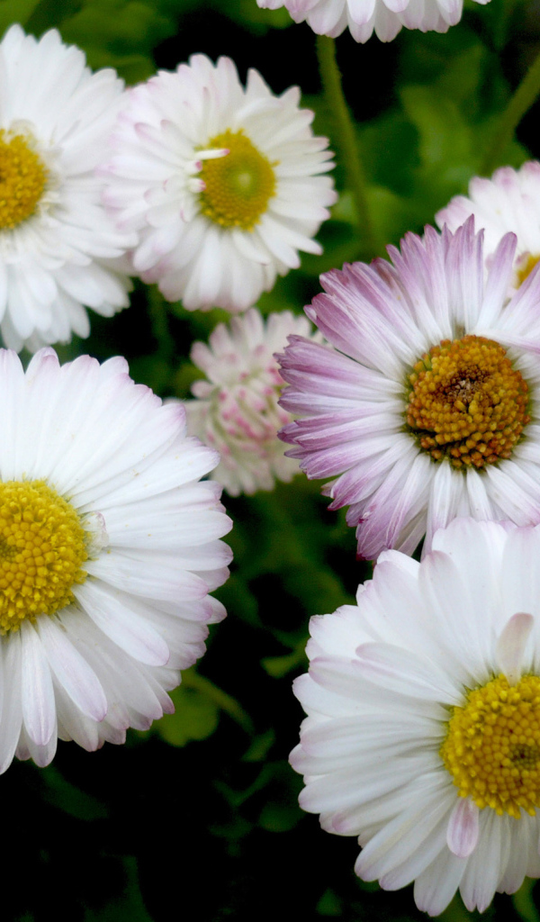 Красивые весенние маргаритки в саду