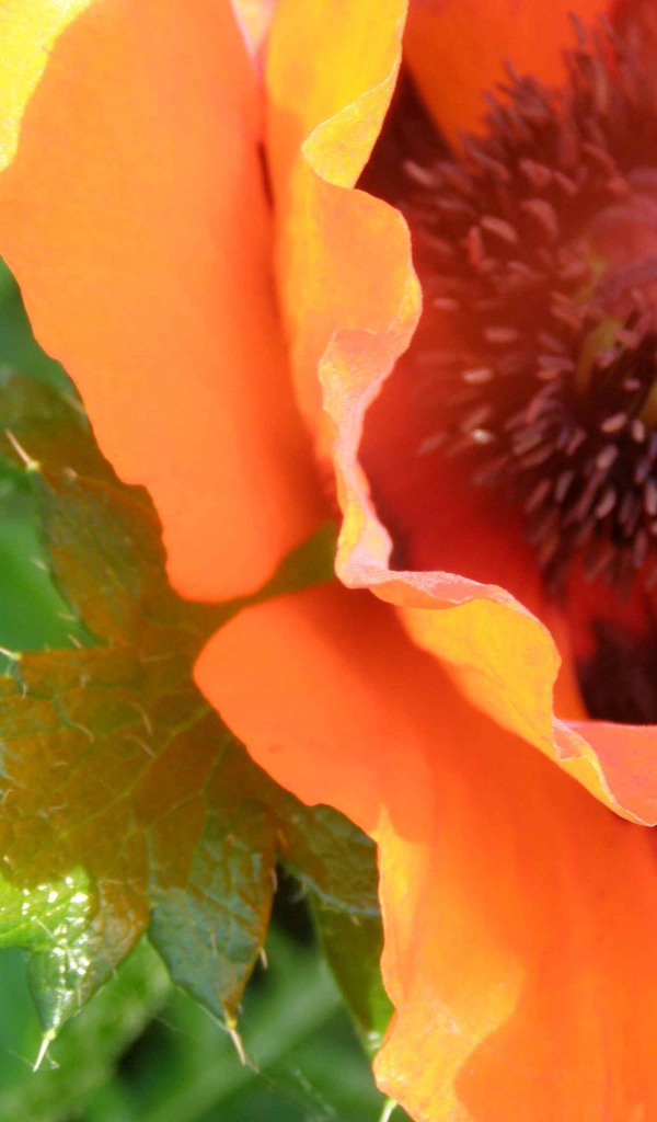 Красивый весенний цветок мак