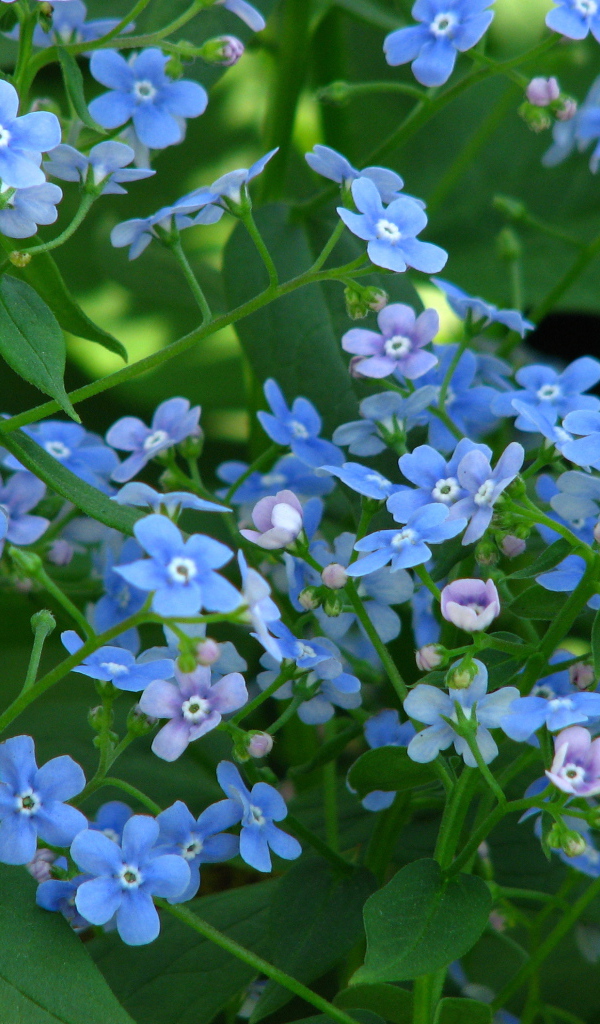 Красивые весенние цветы бруннера