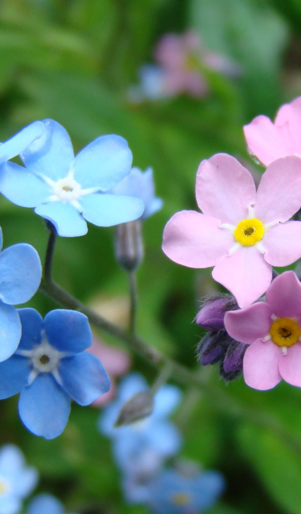 Красивые весенние цветы незабудки