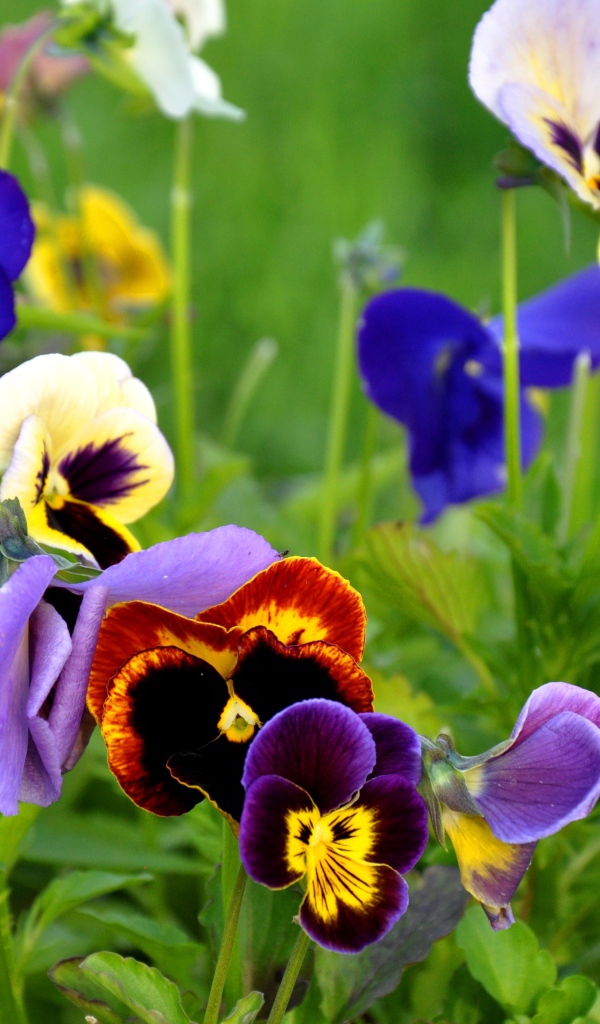 Красивые цветы анютины глазки весной на поляне