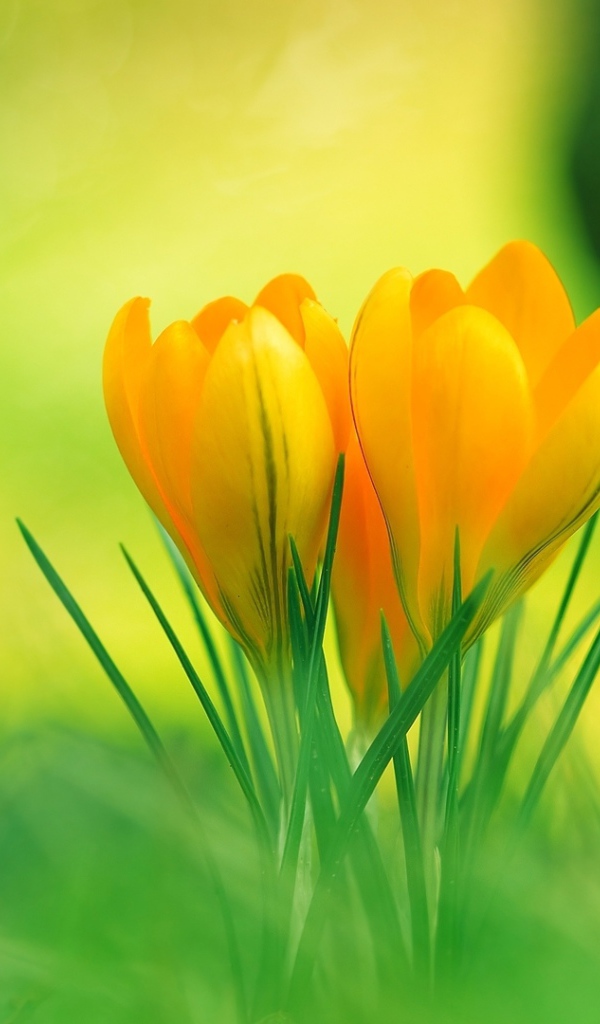 Красивые весенние желтые крокусы