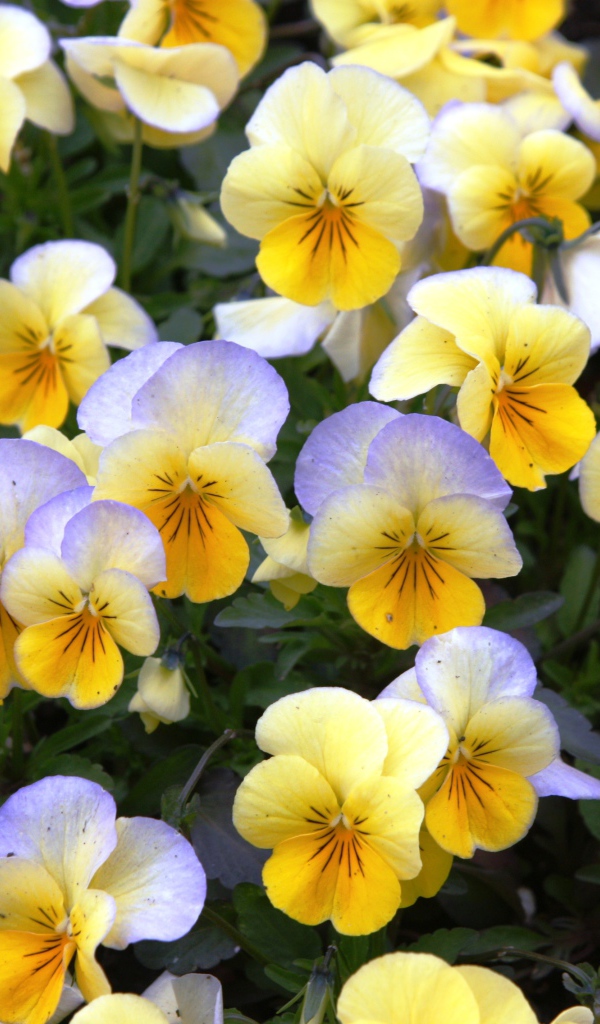 Красивые весенние желтые виолы в саду