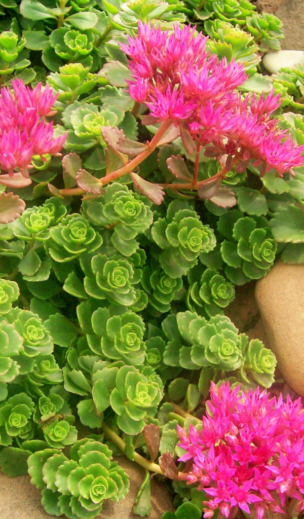 Красивая армерия в саду