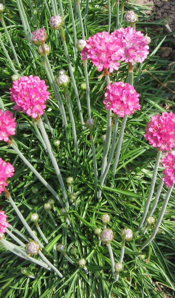 Красивая армерия на дачном участке