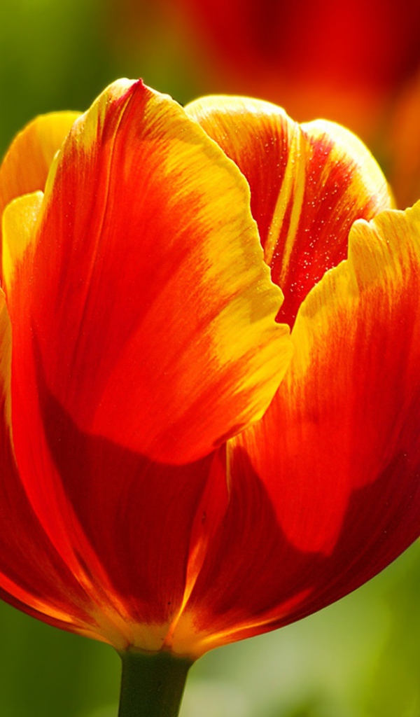 Красивые тюльпаны