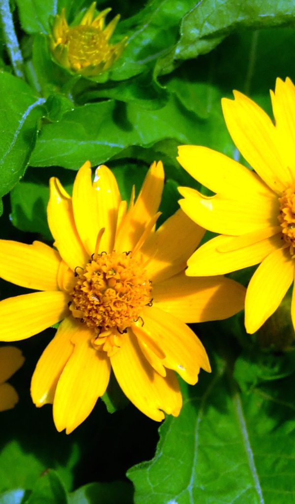 Красивая венидиум (астровые) в саду