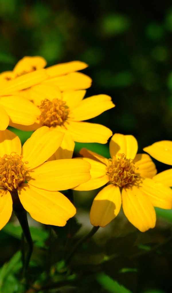 Красивая венидиум (астровые) на дачном участке