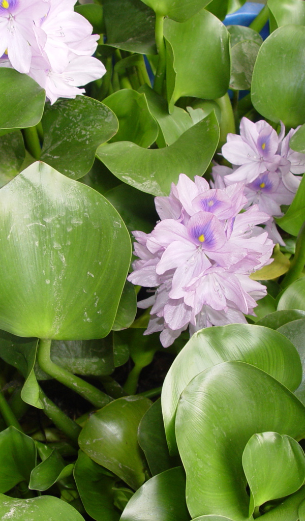 Красивый водяной гиацинт