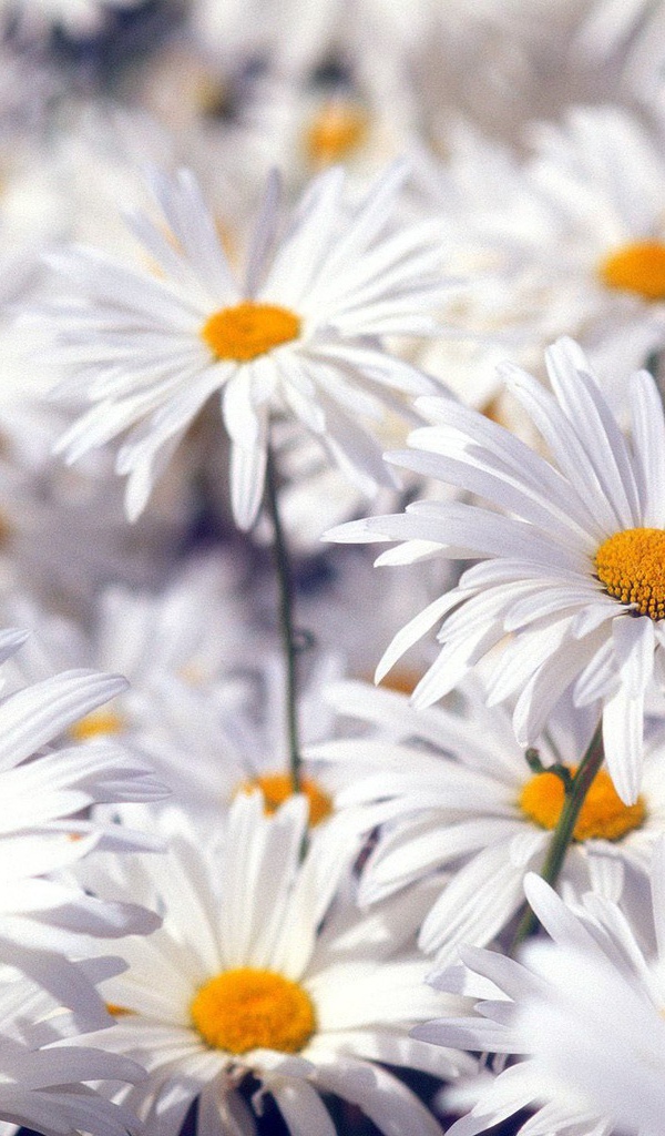 Красивые белые цветы