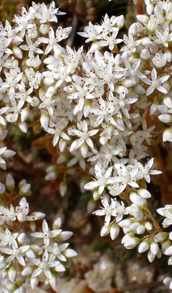 Красивые белые цветы резухи